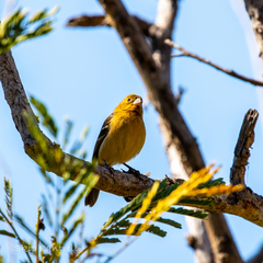 Sporophila morelleti