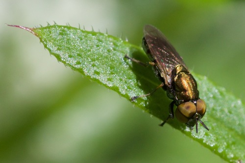 elegant metallblomfluga