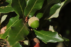 Quercus pringlei