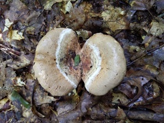 Hypomyces ochraceus