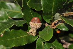 Quercus pringlei