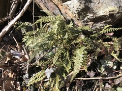 Asplenium fontanum fontanum