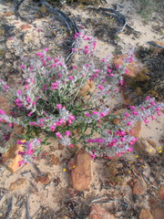 Dasymalla terminalis