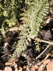 Asplenium fontanum fontanum