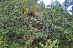 Quercus pringlei