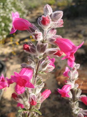 Dasymalla terminalis