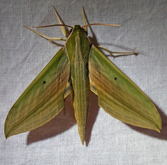 Cechetra lineosa