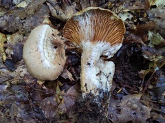 Hypomyces ochraceus