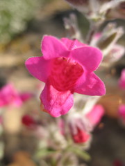 Dasymalla terminalis