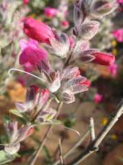 Dasymalla terminalis