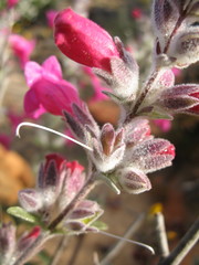 Dasymalla terminalis