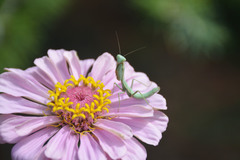 Iris polystictica polystictica