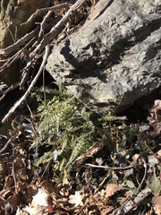 Asplenium fontanum fontanum