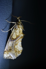 Plusiodonta casta