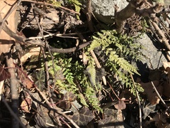 Asplenium fontanum fontanum