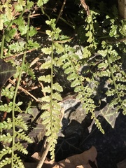 Asplenium fontanum fontanum