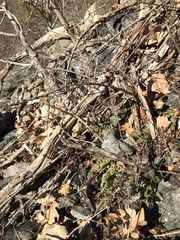 Asplenium fontanum fontanum