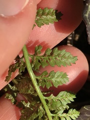 Asplenium fontanum fontanum