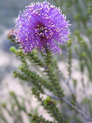 Melaleuca empetrifolia
