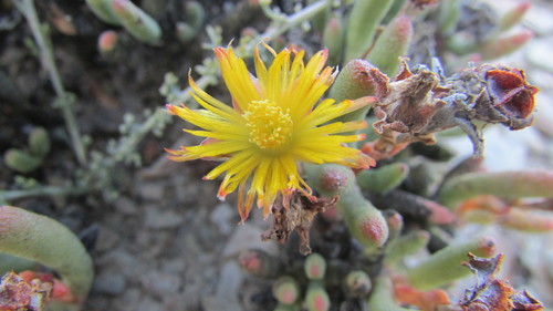 Image of Hereroa aspera by (c) James Deacon, some rights reserved (CC BY-SA)