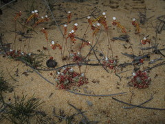 Drosera rechingeri
