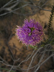 Melaleuca empetrifolia