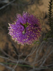 Melaleuca empetrifolia
