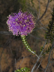 Melaleuca empetrifolia