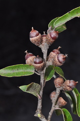 Quercus saltillensis