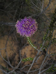 Melaleuca empetrifolia