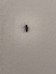 Ochrostomus pulchellus