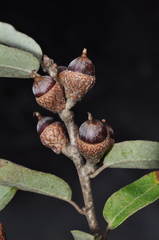 Quercus saltillensis