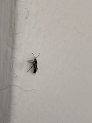 Ochrostomus pulchellus