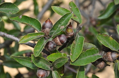 Quercus saltillensis