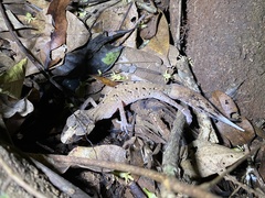 Carphodactylus laevis