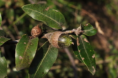 Quercus saltillensis