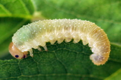 Allantus basalis