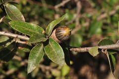 Quercus saltillensis