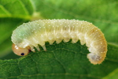 Allantus basalis