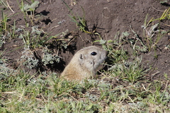 Urocitellus undulatus