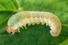 Allantus basalis