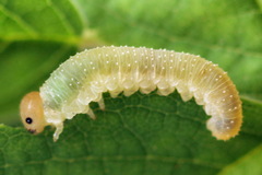 Allantus basalis