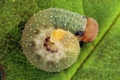 Allantus basalis