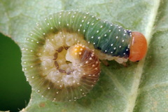Allantus basalis
