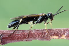 Allantus basalis