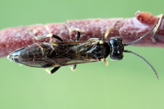 Allantus basalis