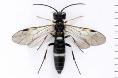 Allantus basalis