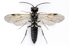 Allantus basalis