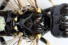 Allantus basalis