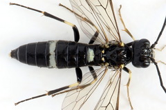 Allantus basalis